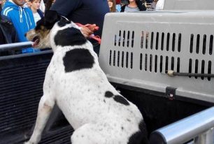 Τα αδέσποτα σκυλιά του Βόλου μαζεύει ο Μπέος αδιαφορώντας για το τι ορίζει ο νόμος
